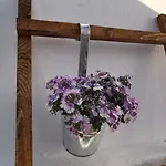 Ofelia Terrace House